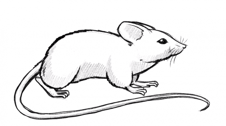 Wireless Mouse PNG Image, Line Drawing Wireless Mouse Illustration, Line Drawing  Mouse, Wireless Mouse, Computer Supplies PNG Image For Free Download