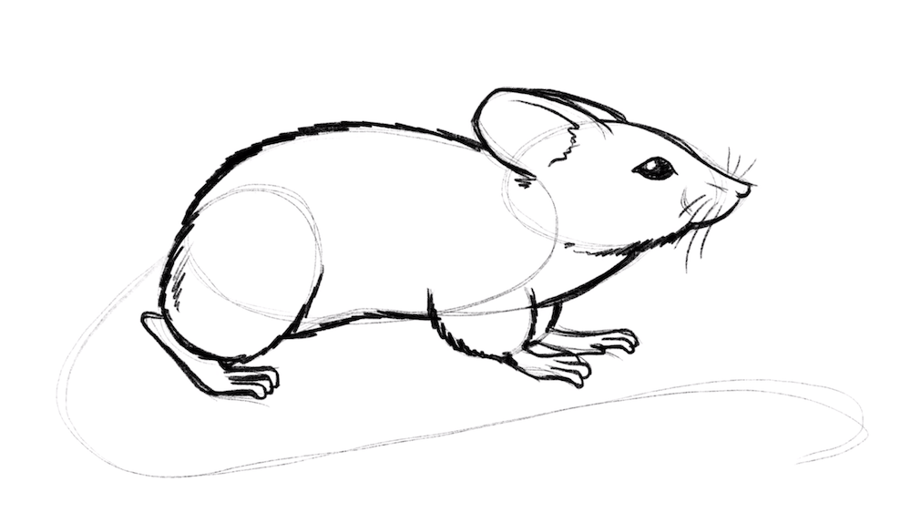 Draw the belly and back of the mouse