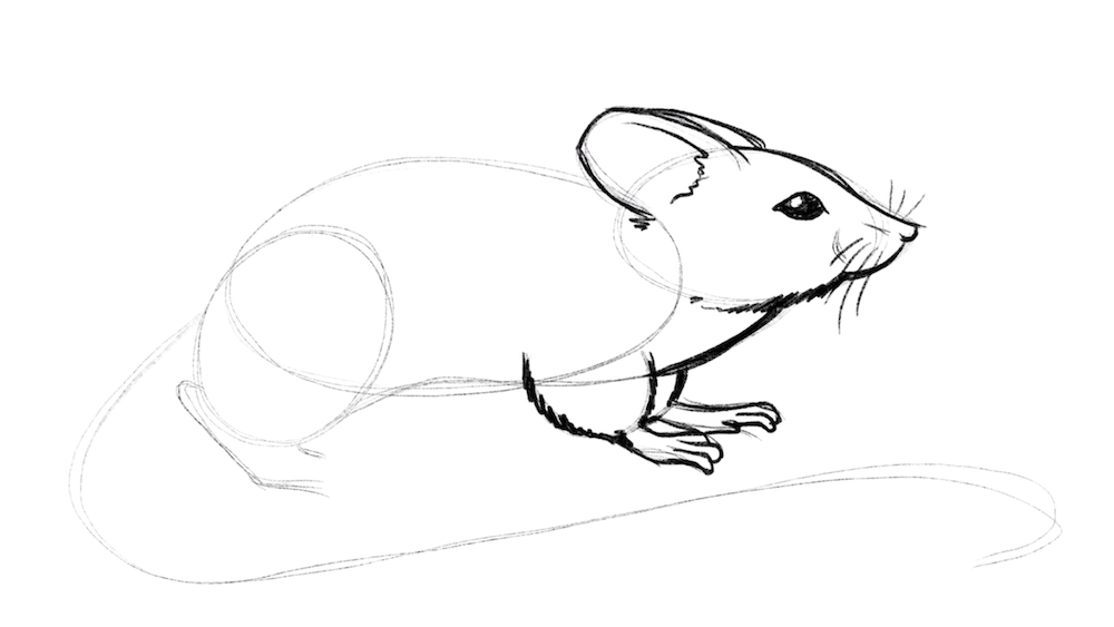 Draw now the front legs in detail