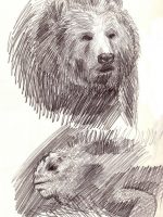 Bleistiftzeichnung Skizze einfach Bär
