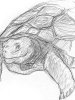 Bleistiftzeichnung Skizze einfach Schildkröte