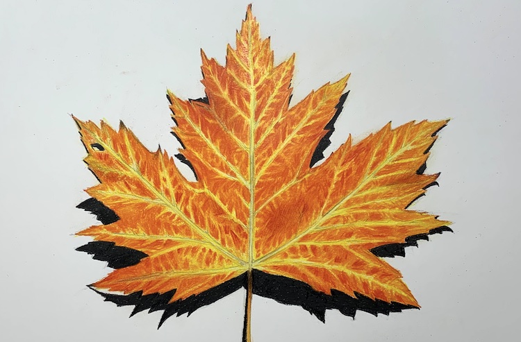 Herbst Blatt zeichnen - Ahornblatt