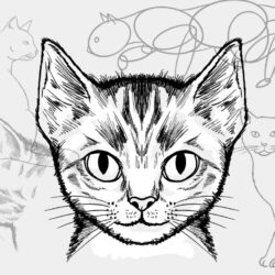 Katzen Zeichnen komplette Anleitung