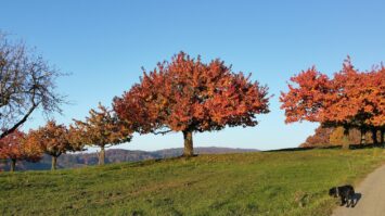 Herbst Baum Vorlage