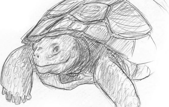 Bleistiftzeichnung Skizze einfach Schildkröte