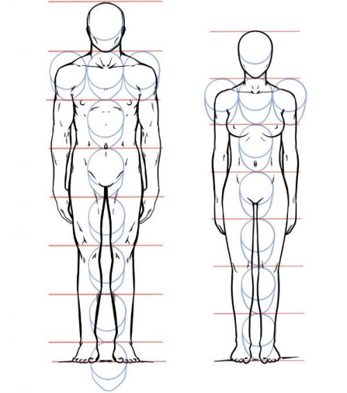 Mensche Proportionen Körper